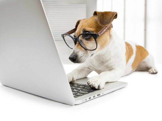How smart is your dog?