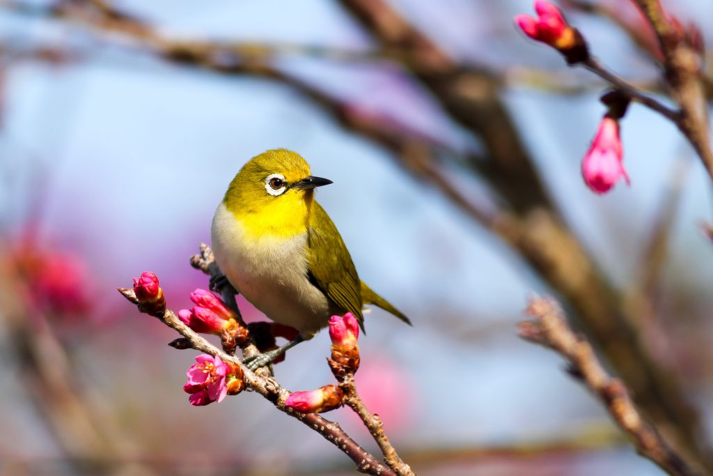 Bird Fun Facts – Did you know?